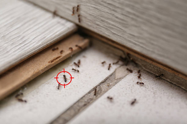 Best Pest Removal Services  in La Fayette, AL