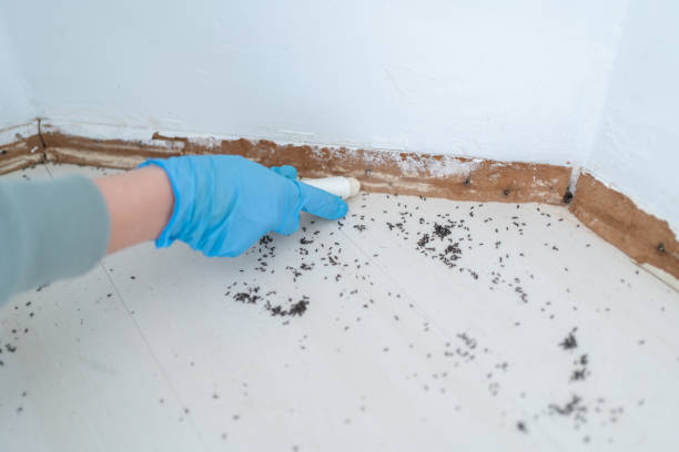 Best Residential Pest Control  in La Fayette, AL